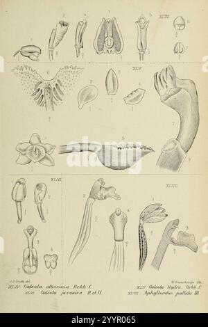 Die Orchideen von Java - fig. 44-47 (1908). Banque D'Images