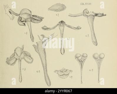 Die Orchideen von Java - fig. 472-473 (1912) - recadrée 2. Banque D'Images