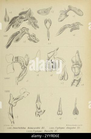 Die Orchideen von Java - fig. 66-68 (1908). Banque D'Images