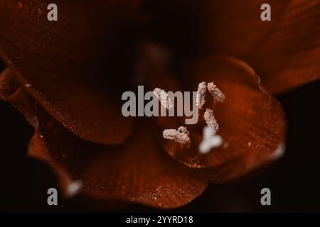 palette pantone. Hippeastrum rouge sur fond noir. Concept de santé des femmes. Saint Valentin. Fleur écarlate d'amour. Macro gros plan photo de gouttes Banque D'Images