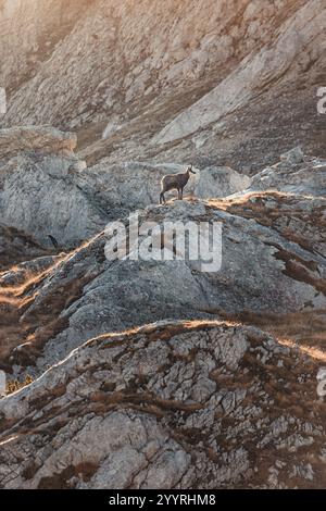 Chamois sauvage posant sur une crête de montagne au coucher du soleil dans le parc national de Durmitor, Monténégro Banque D'Images