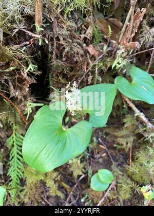 Lis occidental de la vallée (Maianthemum dilatatum) Banque D'Images