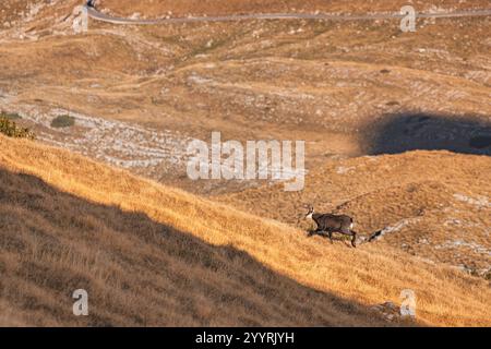 Chamois en montée sur une pente de montagne couverte d'herbe sèche Banque D'Images