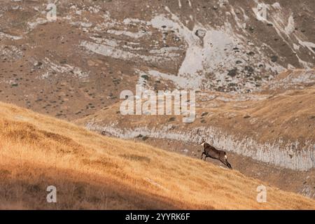 Chamois en montée sur une pente de montagne couverte d'herbe sèche Banque D'Images