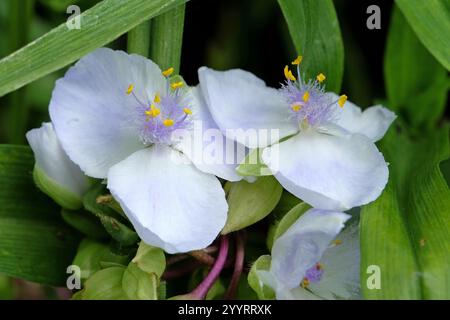 Blanc et lilas Tradescantia Andersoniana, lys d'araignée «Osprey» en fleur. Banque D'Images