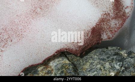 Neige de pastèque (Chlamydomonas nivalis) Banque D'Images