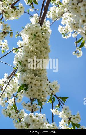 Des fleurs de cerisier blanc recouvrent les branches d'arbre sous un ciel bleu vif. Les fleurs délicates créent un affichage visuel époustouflant, accueillant l'arrivée Banque D'Images