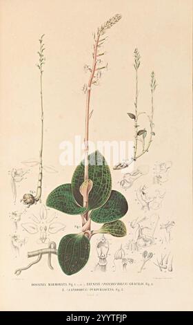 Dossinia marmorata - Karl Ludwig von Blume - Collection des orchidées les plus remarquables de l'archipel indien et du Japon (1858). Banque D'Images