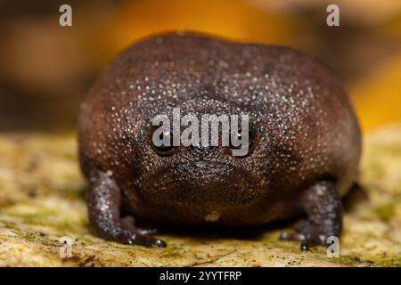 Gros plan d'une mignonne grenouille de pluie (Breviceps fuscus), également connue sous le nom de grenouille de pluie noire ou grenouille de pluie Tsitsikamma Banque D'Images