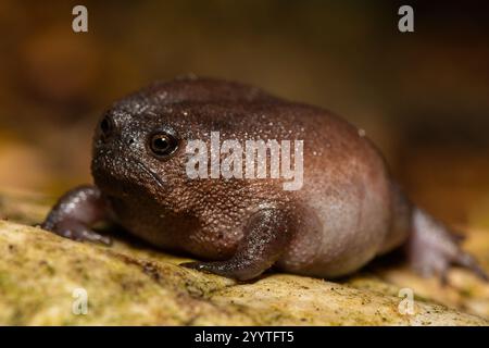 Gros plan d'une mignonne grenouille de pluie (Breviceps fuscus), également connue sous le nom de grenouille de pluie noire ou grenouille de pluie Tsitsikamma Banque D'Images
