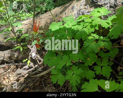 colonne rouge occidentale (Aquilegia elegantula) Banque D'Images