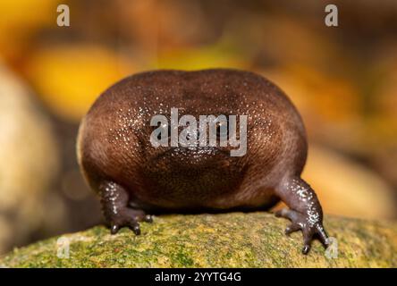 Gros plan d'une mignonne grenouille de pluie (Breviceps fuscus), également connue sous le nom de grenouille de pluie noire ou grenouille de pluie Tsitsikamma Banque D'Images