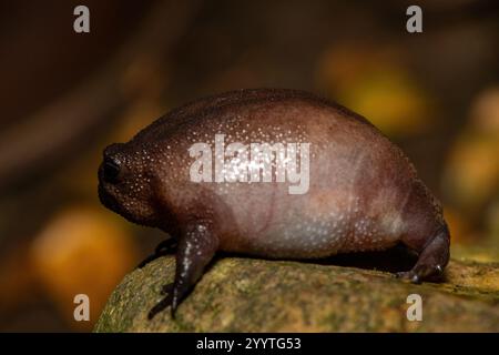 Gros plan d'une mignonne grenouille de pluie (Breviceps fuscus), également connue sous le nom de grenouille de pluie noire ou grenouille de pluie Tsitsikamma Banque D'Images