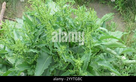 Quai écossais (Rumex aquaticus) Banque D'Images