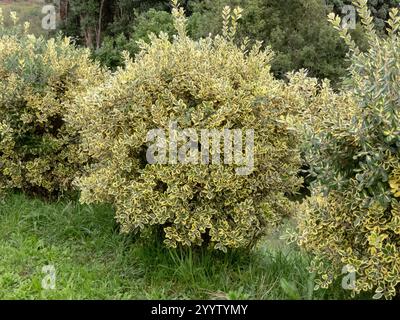 Haie Metrosideros excelsa variegata. Arbustes taillés en fer avec feuillage panaché dans le jardin. Cultivar compact d'arbre de Noël de Nouvelle-Zélande. Pohu Banque D'Images