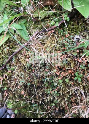 Willowherb de Nouvelle-Zélande (Epilobium brunnescens) Banque D'Images