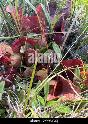 Usine de pichets du sud de Burk (Sarracenia rosea) Banque D'Images