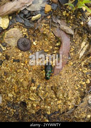 Coléoptère tigre métallisé de Virginie (Tetracha virginica) Banque D'Images