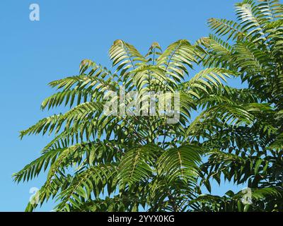 Arbre de Tun (Toona sinensis) Banque D'Images