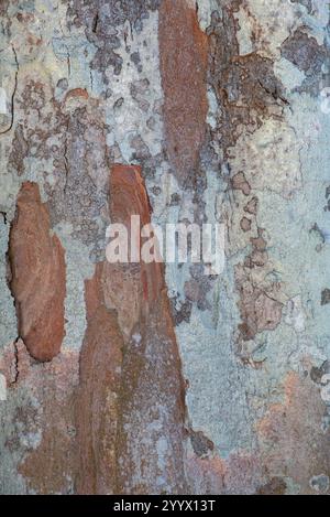 Des taches rugueuses et des nuances variées de brun et de beige créent un motif complexe sur la surface de l'écorce de l'arbre. La texture donne l'impression d'âge et Banque D'Images