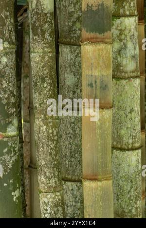 Hautes et robustes tiges de bambou se tiennent étroitement ensemble, affichant différentes nuances de vert et de brun. La surface des tiges est recouverte de taches Banque D'Images