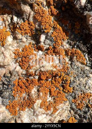 Lichen Sunburst élégant (Rusavskia elegans) Banque D'Images