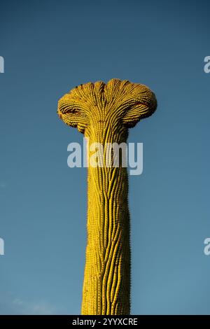 Saguaro à crête contre Un ciel bleu dans Sabino Canyon Banque D'Images