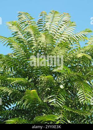 Arbre de Tun (Toona sinensis) Banque D'Images
