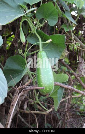 Bouteille Gourd ou Lagenaria siceraria est un légume populaire au Bangladesh Banque D'Images