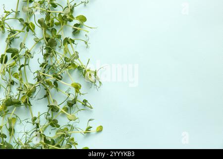 Micro pousses de pois verts sur fond de couleur Banque D'Images