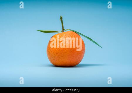 Vue avant de mandarine organique fraîche sur fond bleu Banque D'Images