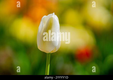 Bouquet de tulipes jaunes. Fermez les fleurs printanières. Étonnantes tulipes roses rouges fleurissant dans le jardin. Paysage de plantes de fleurs de tulipe. Flux jaune floraison printanière Banque D'Images
