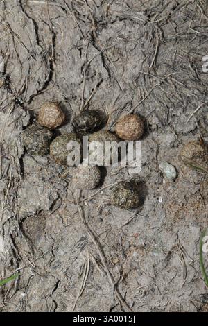 Lapin européen (Oryctolagus cuniculus), Mammalia, Talacre Beach Area, Station Road, Talacre, Flintshire, pays de Galles du Nord, Royaume-Uni, excréments/excréments Banque D'Images