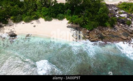 Plage de sable rencontre une végétation dense et de grands palmiers. Seychelles, Mahé. Banque D'Images