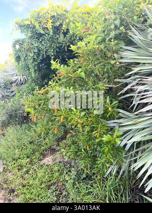 Bois d'oiseau épineux (Citharexylum spinosum), Plantae, Floride, États-Unis Banque D'Images