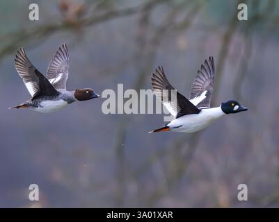 Drahendorf, Allemagne. 01 mars 2025. Une paire d'yeux d'or (Bucephala clangula), avec le mâle volant devant, peut être vue au-dessus de la Spree de Drahendorfer, une section de la Spree d'environ 400 kilomètres de long. La particularité du goldeneye est qu'il se reproduit dans les creux des arbres, les vieilles cavités de pics noirs et les nichoirs. La saison de reproduction commence début avril. Crédit : Patrick Pleul/dpa/Alamy Live News Banque D'Images