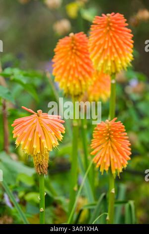 Kniphofia rooperi, poker rouge de Rooper, têtes arrondies et grosses de fleurs oranges tubulaires au début de l'automne Banque D'Images