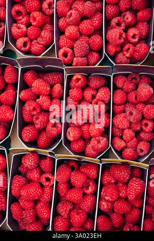 Framboises fraîches mûres dans des contenants en carton sur un marché de fermiers. Baies rouges juteuses. Idéal pour la photographie alimentaire, les produits biologiques, une alimentation saine Banque D'Images