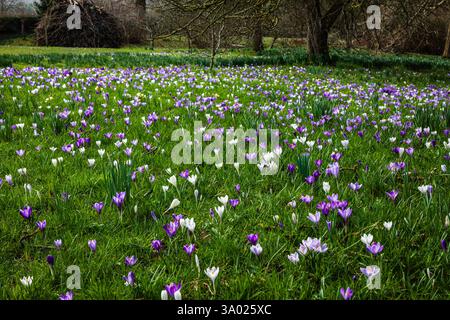 Crocus jardin Little Dixter sur la haute weald est Sussex sud-est de l'Angleterre Royaume-Uni Banque D'Images