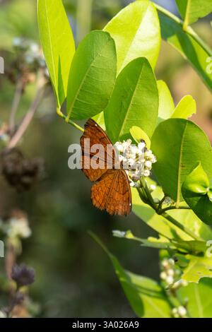 Un papillon est un insecte volant avec un petit corps et de grandes ailes colorées. Les papillons sont une partie belle et importante de toutes les plantes Banque D'Images
