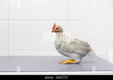 White Chick est debout sur la table gris violet dans la lumière extérieure. Banque D'Images