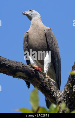 Aigle à tête grise (Ichthyophaga (=Haliaeetus) ichthyaetus) du parc national de Kanha, Inde. Banque D'Images