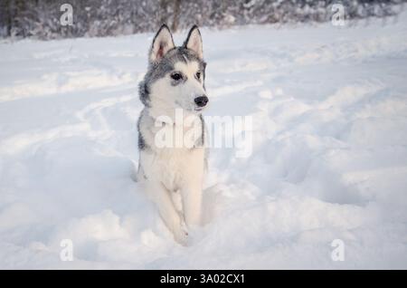 Beau Husky se dresse dans la neige profonde, entouré par la nature sauvage enneigée. L'éclairage couvert met en valeur la fourrure épaisse des chiens. Le fond givré améliore la sérénité wi Banque D'Images