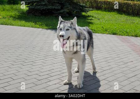 Husky sibérien avec des stands de fourrure grise et blanche saisissants sur une zone pavée ensoleillée. L'herbe verte et les arbres créent une toile de fond sereine. La lumière du soleil met en évidence le manteau te Banque D'Images