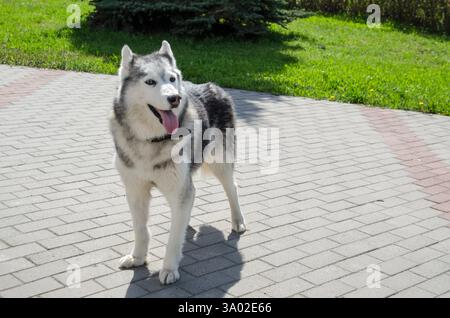 Husky sibérien avec des stands de fourrure grise et blanche saisissants sur une zone pavée ensoleillée. L'herbe verte et les arbres créent une toile de fond sereine. La lumière du soleil met en évidence le manteau te Banque D'Images