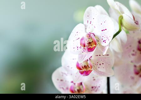 Orchidée blanche délicate avec des accents roses capturés dans une lumière naturelle douce Banque D'Images