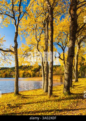 Les feuilles dorées reflètent la lumière du soleil près d'un lac tranquille en Suède, où de grands arbres se dressent gracieusement le long du rivage, incarnant la sérénité et la splendeur automnales Banque D'Images