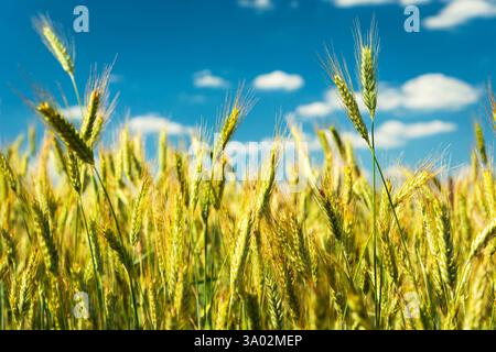 Une vue des épis de grain de triticale, un hybride de blé et de seigle, Pologne orientale Banque D'Images
