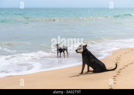 Deux chiens sur la plage de sable ensoleillée par les vagues de l'océan avec un ciel bleu clair. Banque D'Images