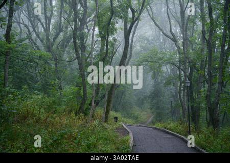 Sentier de forêt brumeuse serein entouré d'arbres verdoyants et d'un brouillard dense. Banque D'Images